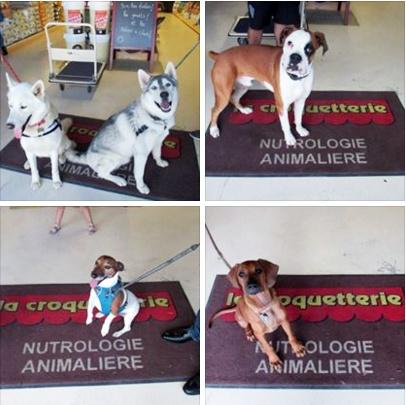 Demandez le bilan nutrologique de votre animal