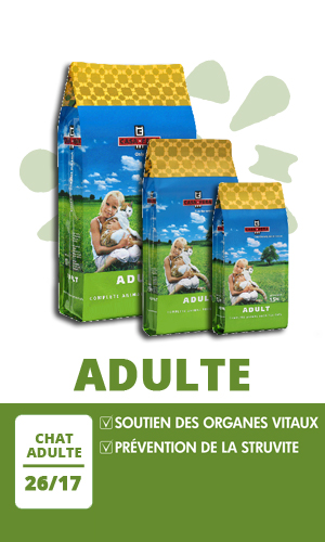 Casa Fera Chat Adulte