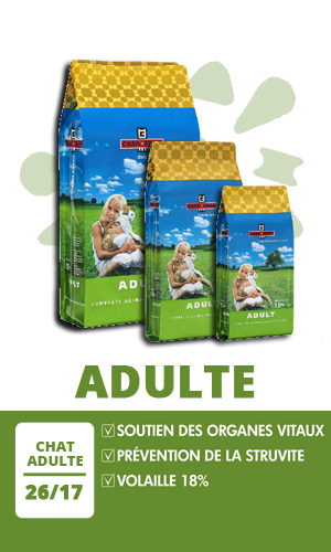 Casa Fera Chat Adulte