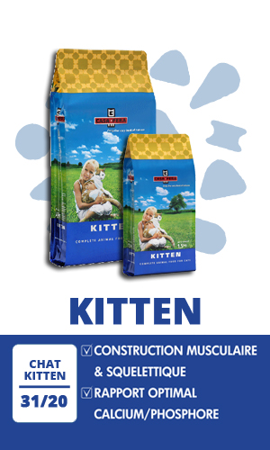 CASA FERA Kitten