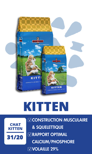CASA FERA Kitten