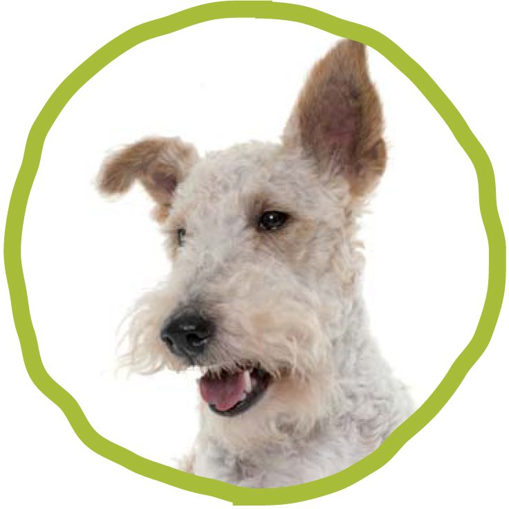 CHIENS DE PETITE TAILLE