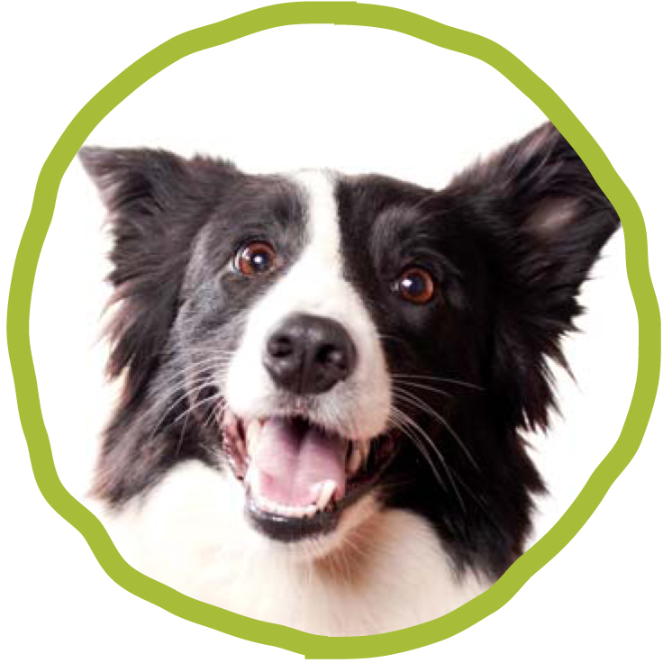 CHIENS DE TAILLE MOYENNE