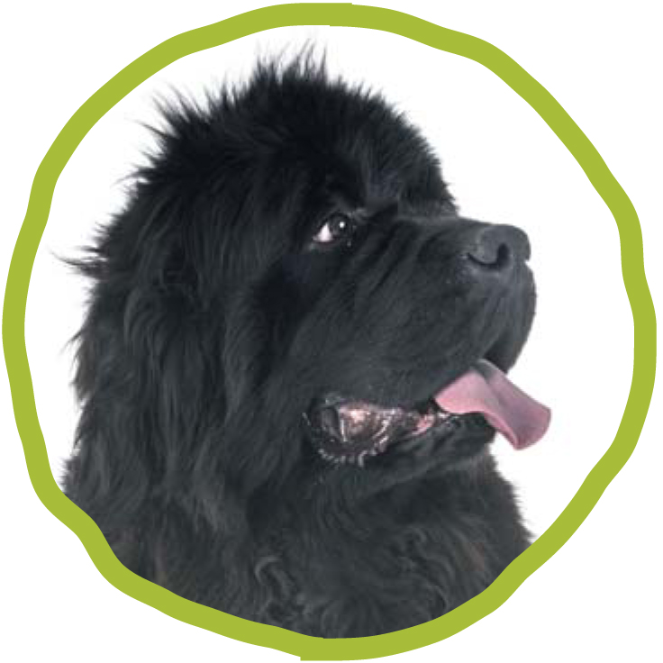 CHIENS DE GRANDE TAILLE