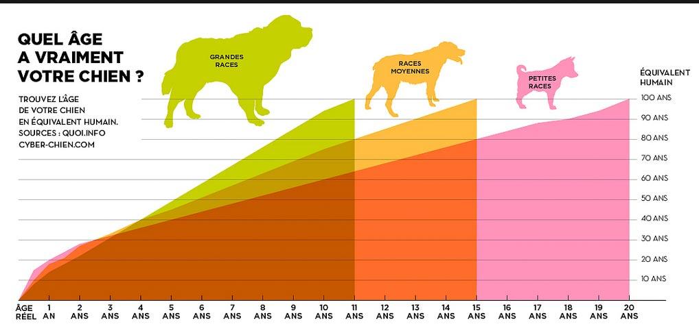 age moyen chiens grand form