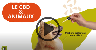 Le CBD et les animaux