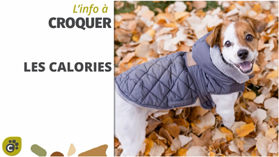 Les apports en calories pour le chien