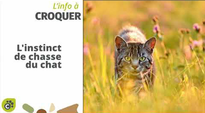 L'instinct de chasse du chat