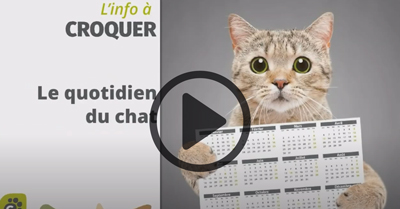 Quotidien du chat