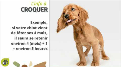 Les besoins chez le chiot