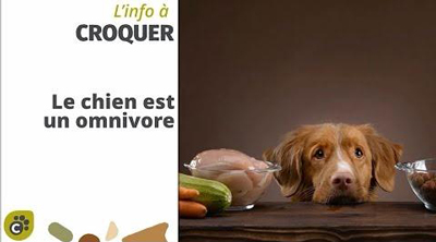 Chien omnivore ?