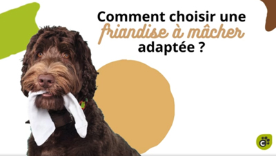 Comment choisir une friandise à mâcher adaptée