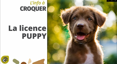 La Licence Puppy