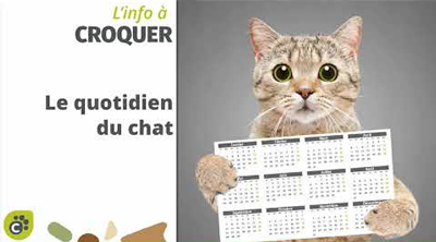 Le quotidien du chat