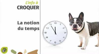 la notion du temps chez le chien