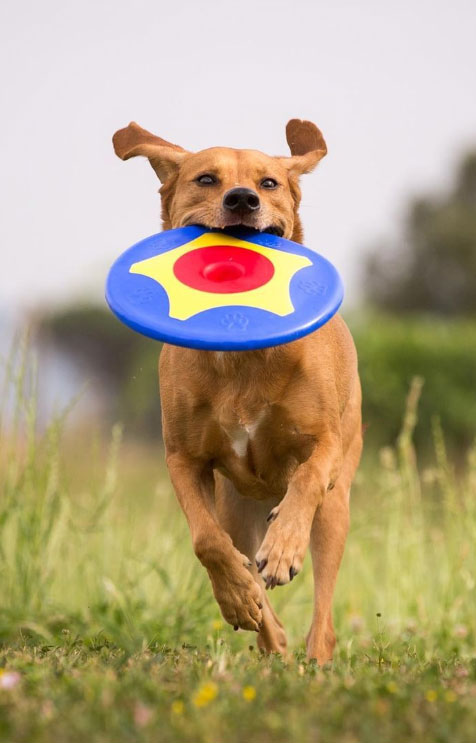 Frisbee chien