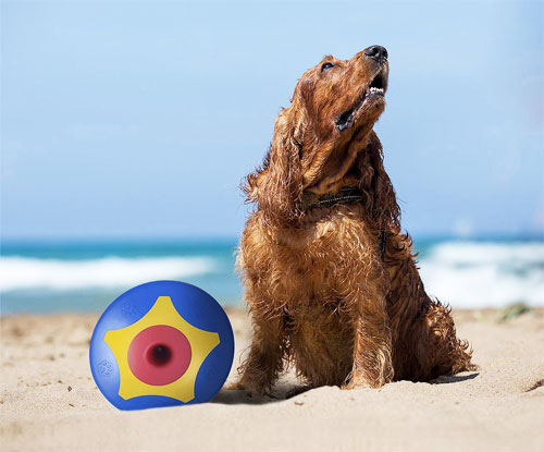 frisbee chien flottant
