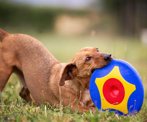 frisbee chien ultra résistant