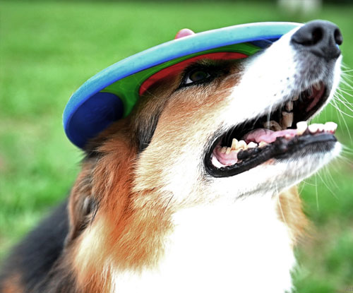 Frisbee chien avec bord sécurisé